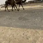 عشاير مجاهيم