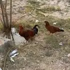 دجاجة ديك أحد رفيدة