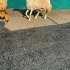 شاه حريه صنف الصنف