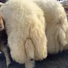 خرفان نعيم
