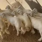 ذبايح حريات -عرب -نعيم -تيوس
