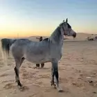 فرس واهو فاخرة