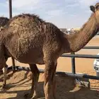 قعدان تسعه وبكره