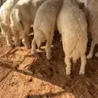 للبيع بهم خرفان ضحايا