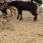 تيس فحل مشروع احو أجم