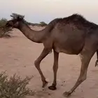 حقه كفو