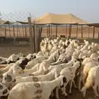 سواكن للبيع رخيصة