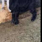 تيس عارضي صنف تم البيع