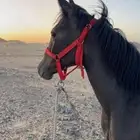 مهر شعبي