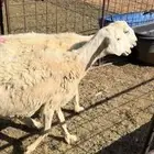 للبيع شياه مضاريع