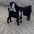 عنز جرم حدرها ذبيحه