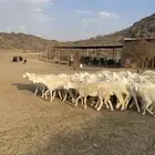رخال حريات مراح واحد عددها 67