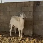 خروف ارتفاع طيب وشحم فحل ولا قصب