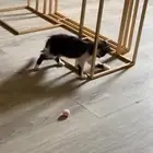 قطط