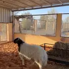 خروف فاخر