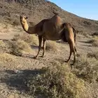 ناقة صفرا طيبه