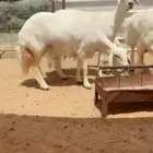 تم البيييع