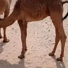 حوار اشعل للبيييع