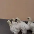صوص قطني امريكي أصل