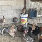 دجاج مشكل بلدي وهجين تركي