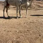 عشاير العدد 2