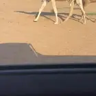 ماشاءالله للبيع البكره الكفو