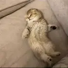 قطط سكوتش فولد وستريت