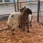 رخال نعيم(تم اللبيع)
