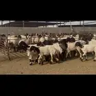 جذعات نعيم درع .