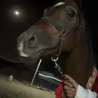 حصان شعبي