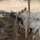 تيوسه بلدي ماعز