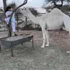 ناقة وضحاء ضروبه للبيع