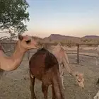 قعدان على الحليب