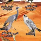تدهيل الطير وتجهيزه للدعو