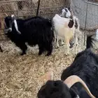 معز للبيع