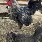 ديكه العمر 5 شهور