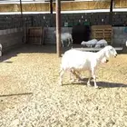 6 حريات يتبعها 7 وحده متاوم والباقي على واحد