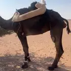 للبيع رحول طوع عذروبها بديه