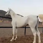 فرس شعبية شيخه