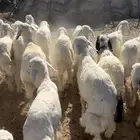 بهم حري السوم 890