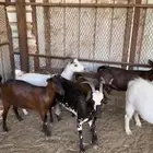 ماعز قزمي هجين للبيع