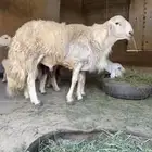 فحل مشروط