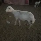 للبيع رفيديه والد