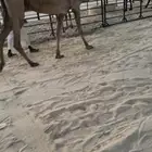 عشرا صفرا حدرها قعود سمين
