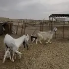 معزا عنز عوارض حبش مقاني متابيع وليد خلفات