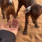 للبيع تيس وجفره