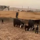 متابيع عوارض صنف((( تم البييع الله يبارك للجميييع )))