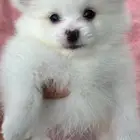 كلاب بومرينيان للبيع