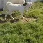 للبيع عنز بيضاء والد كففووو
