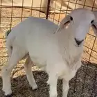 للبيع حري العمر ثلاث شهور و السعي على المشتري